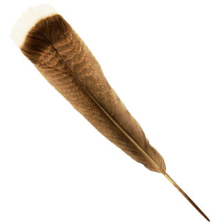 Premium Turkey Tail Feather - Natural